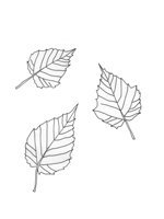 Acer morifolium